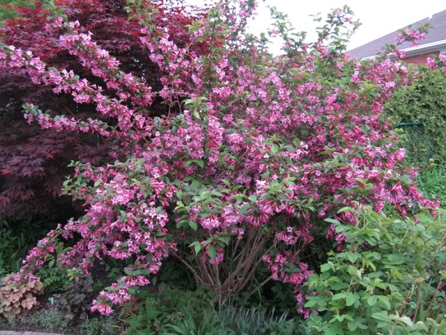 Pink Princess Weigela